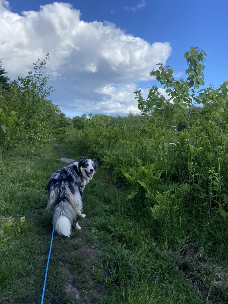 An Australian shepherd on a leash on a lush green trail