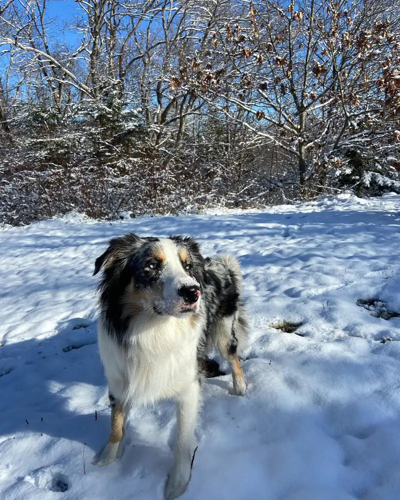 An Australian shepherd standing in a snowy field on a sunny day