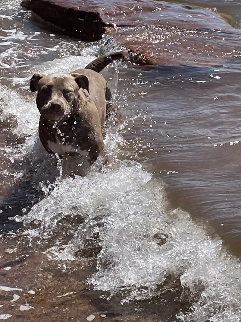 Frankie running through the shallows at the beach, water splashing around him