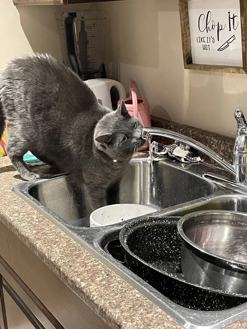 A grey cat standing in a kitchen sink, drinking from the tap