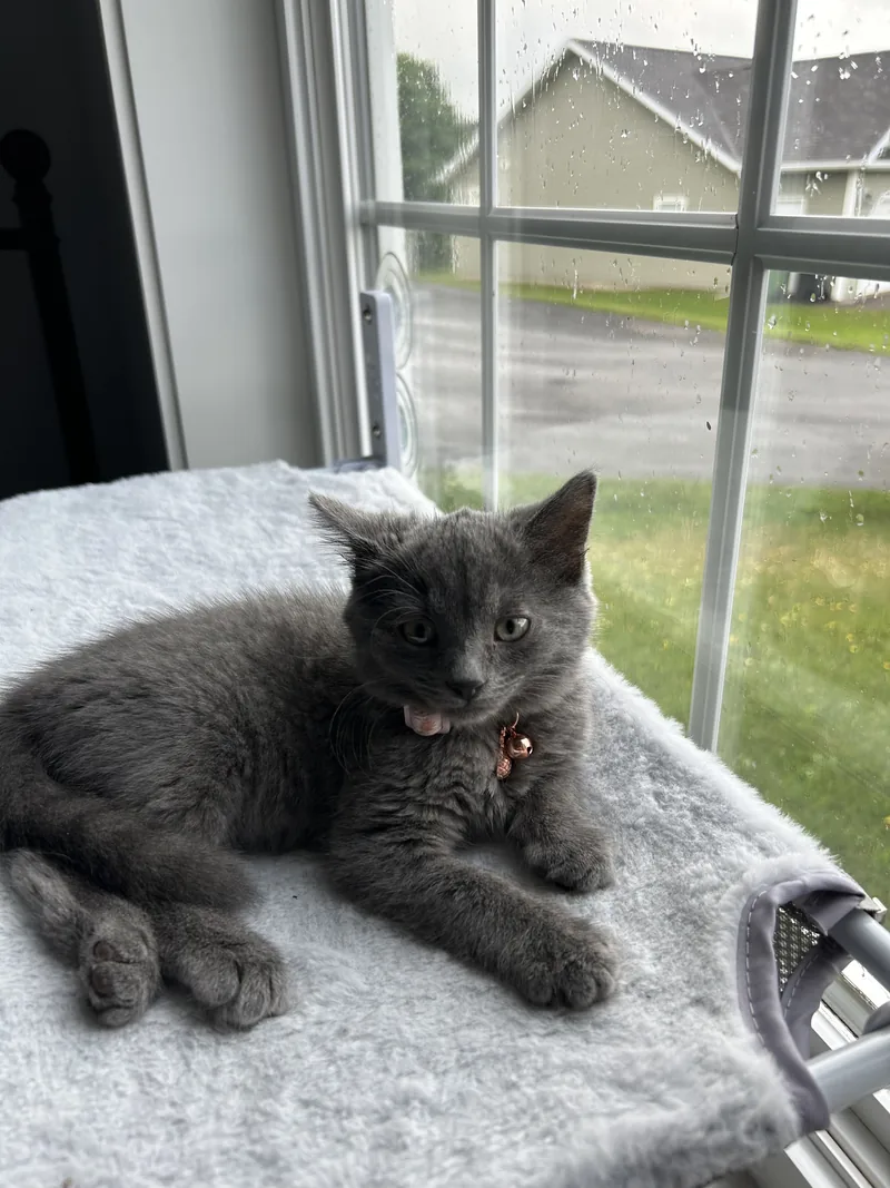 A grey kitten lying on a soft perch beside a rainy window