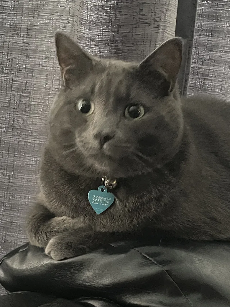 Cleo, Kim's grey cat with a blue heart-shaped tag, lying on a cushion