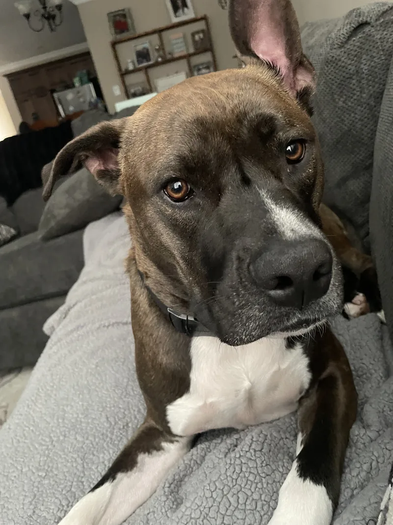 A brindle and white dog lying on a couch, one ear flopped up