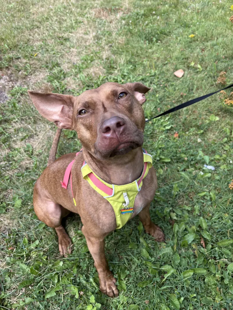 A reddish-brown dog in a bright harness sitting on grass, looking up