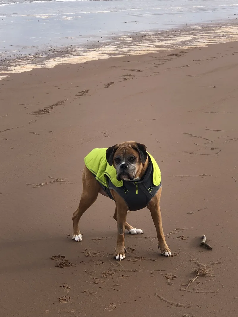 A boxer wearing a bright yellow coat standing on a beach