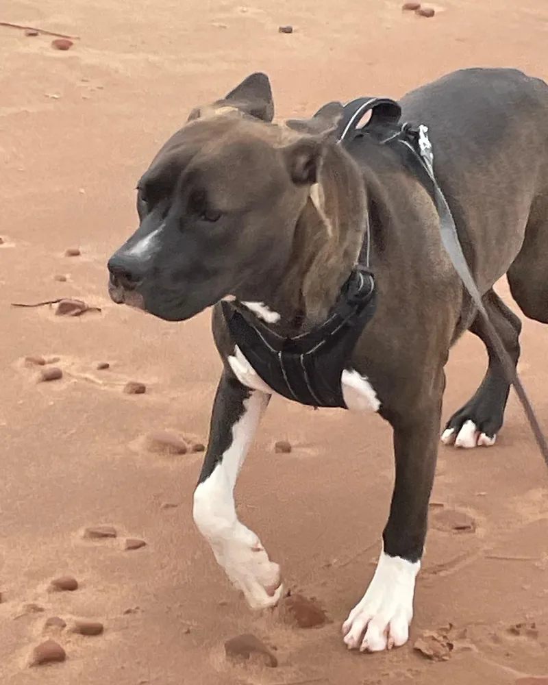 Frankie walking along a red-sand PEI beach