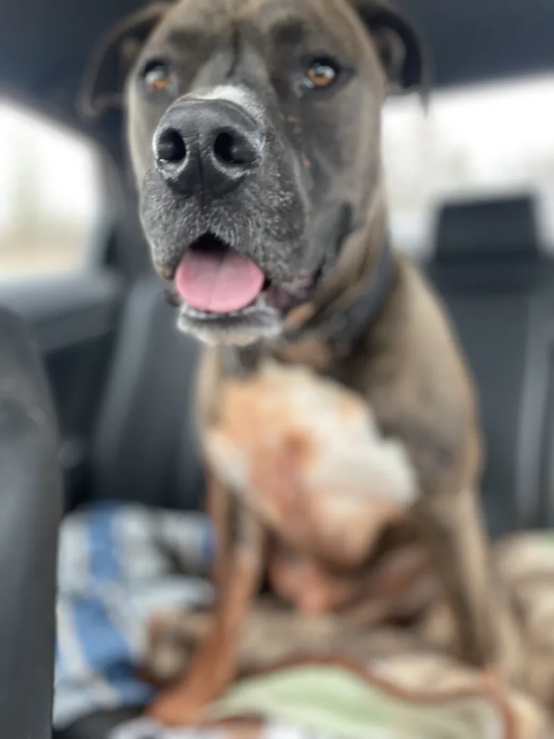 Frankie, a grey and white dog, sitting in the back seat of a car