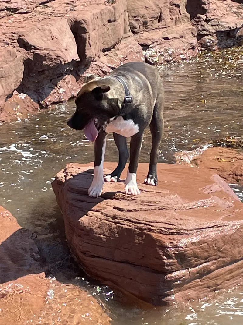 Frankie standing on red sandstone rocks beside the water