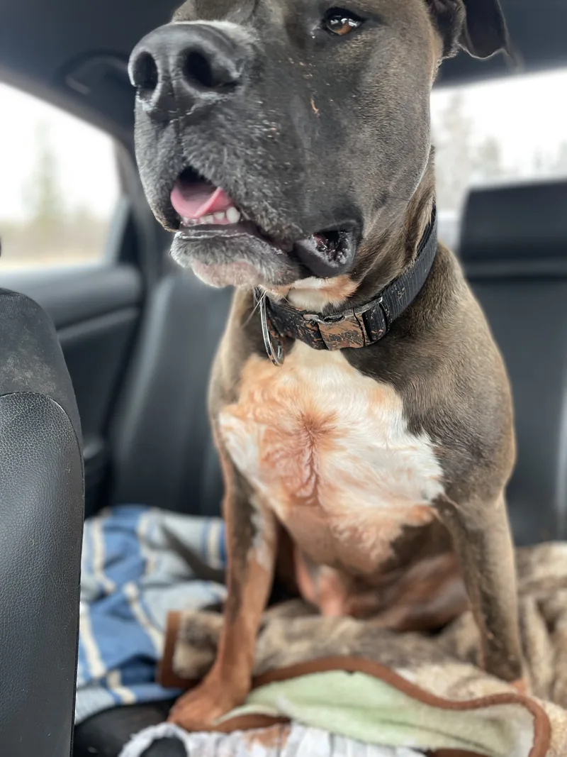 Frankie, Kim's grey and white dog, sitting upright in a car seat