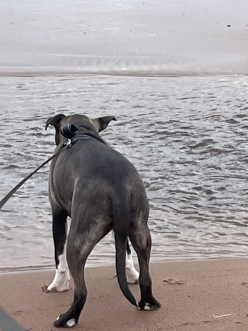 Frankie looking out over calm water from the shore