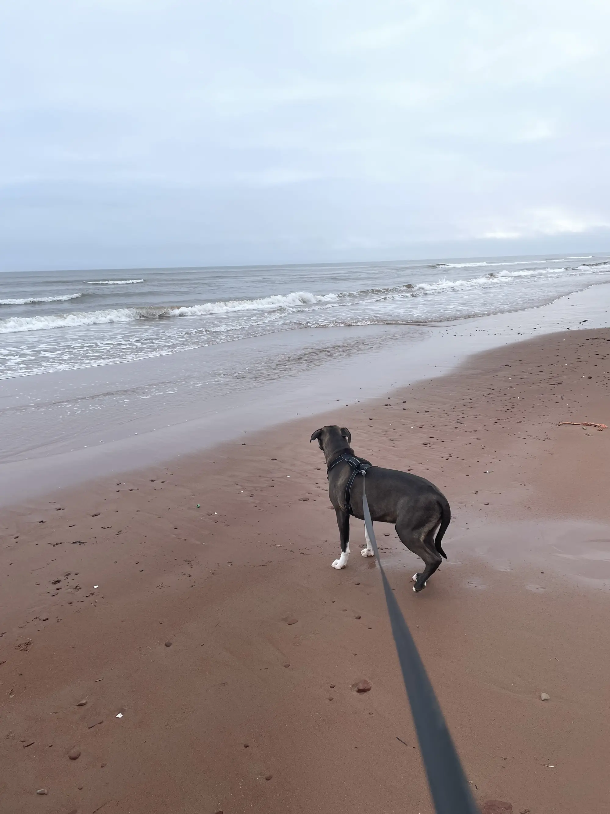 Frankie, Kim's dog, standing at the water's edge on a wide red-sand PEI beach