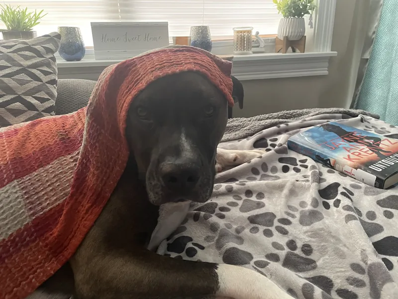A dog resting its head under a blanket on a couch