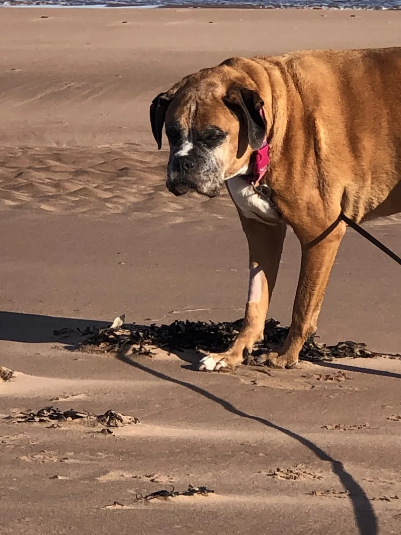 A boxer on a leash standing on a sandy beach